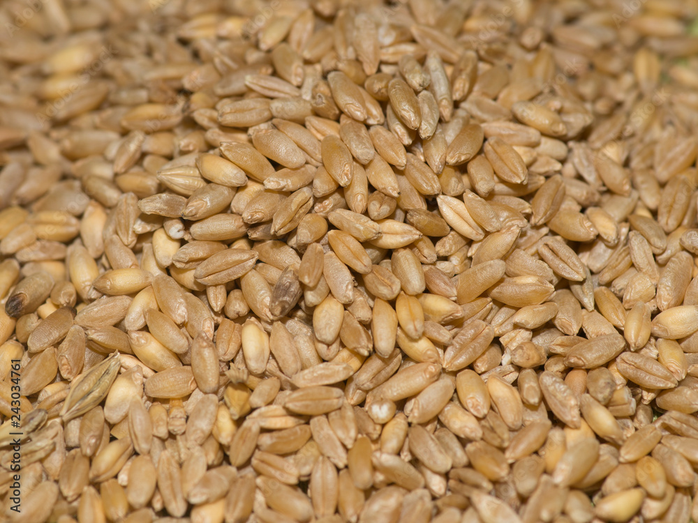 wheat grain creal ceed stroge