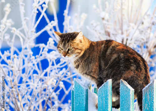 cute funny striped domestic cat sits on a wooden fence in a village in a clea...