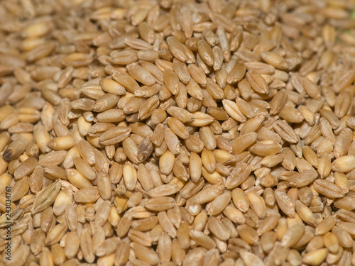 wheat grain creal ceed stroge
