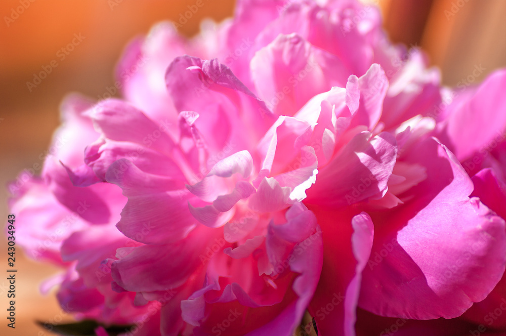 purple peony flower close-up