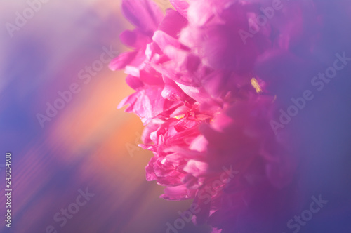 purple peony flower close-up