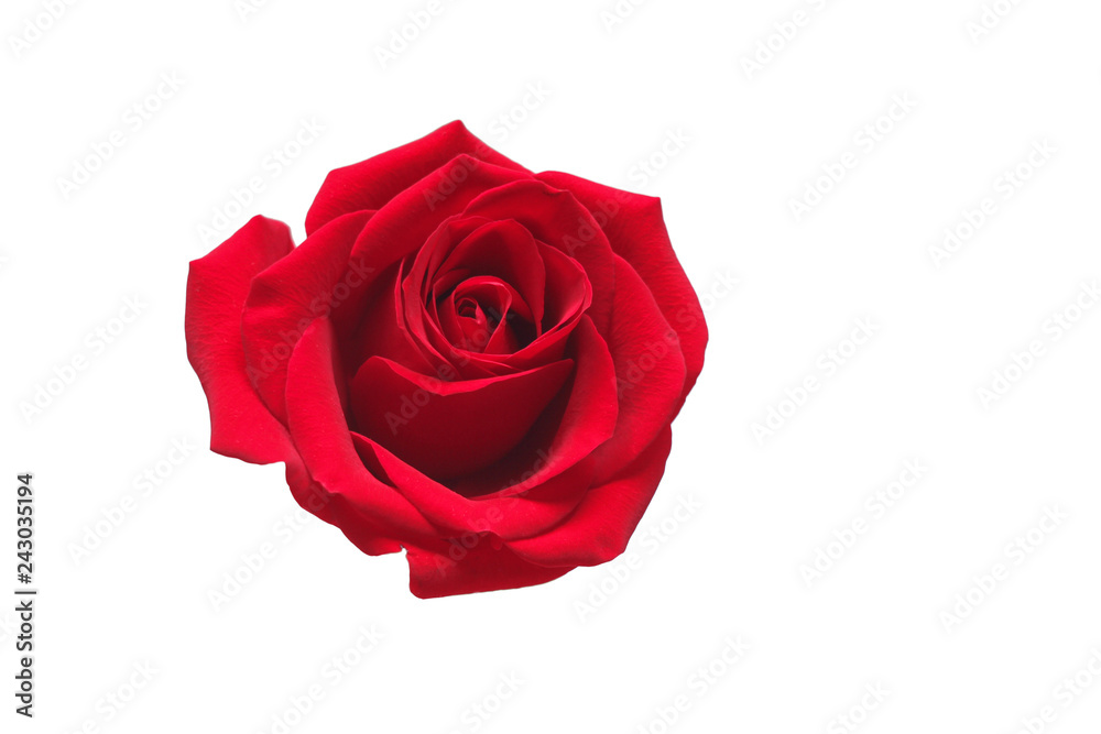 Red rose isolated on white background. Valentines Day concept