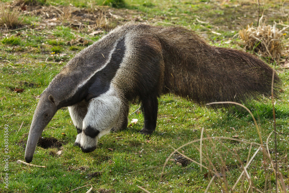 Giant anteater (Myrmecophaga tridactyla)