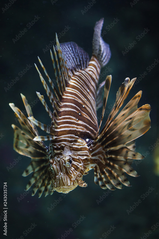 Red lionfish (Pterois volitans).