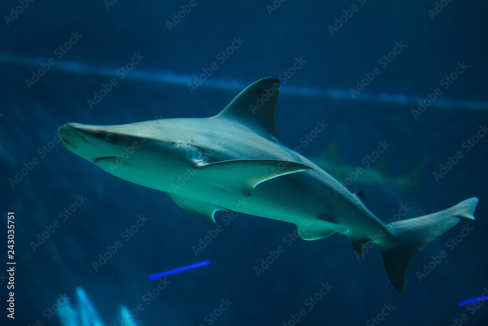 Fototapeta premium Sandbar shark (Carcharhinus plumbeus).