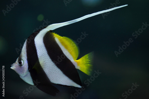 Foto Pennant coralfish (Heniochus acuminatus)