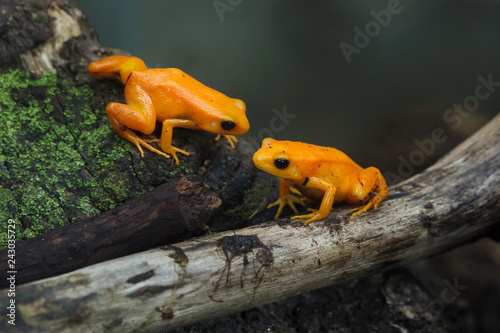 Golden mantella (Mantella aurantiaca). photo