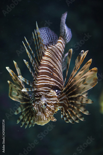 Red lionfish  Pterois volitans .
