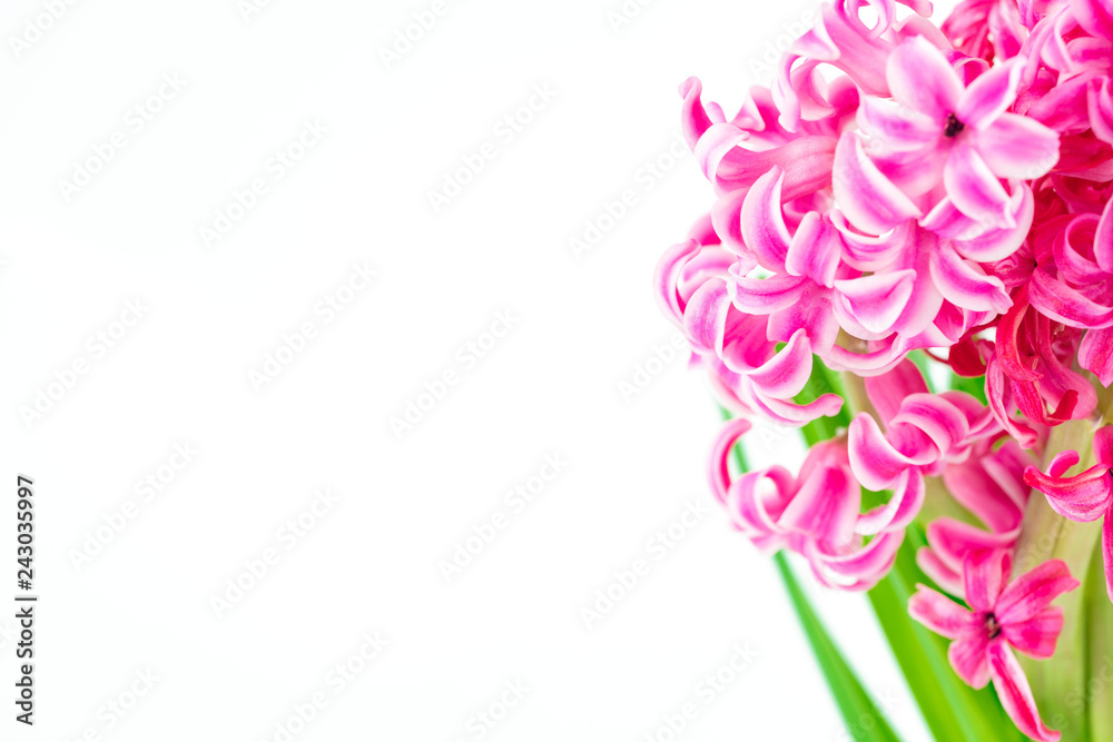 pink hyacinths on white background
