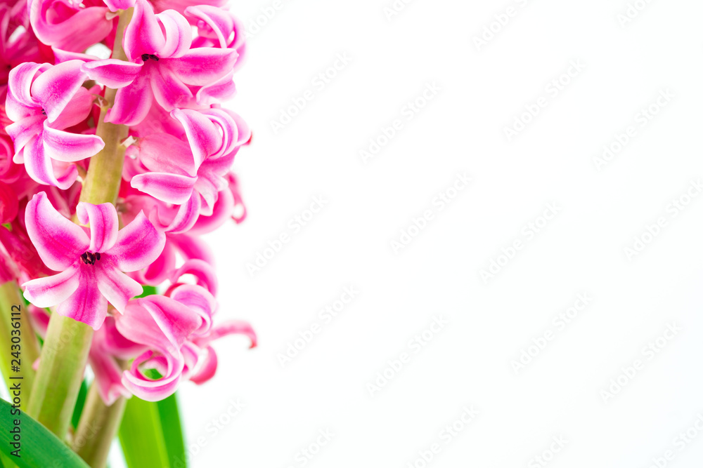 pink hyacinths on white background
pink hyacinths on white background
