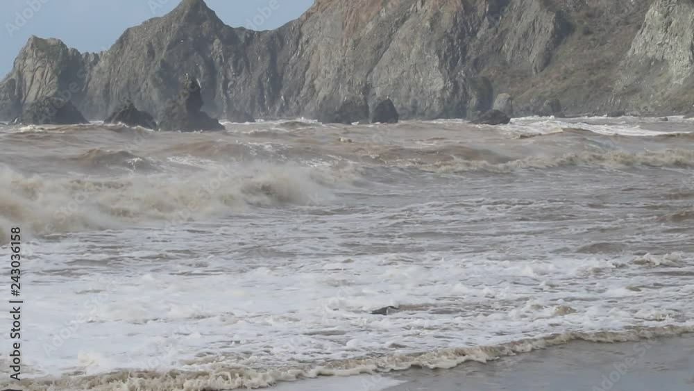 Swirling waves on River end. The Russian river coloring brown the Pacific ocean after rain. Seagulls and Seals. Goat Rock Beach, Sonoma County, California winter. Swirling waves on River end. The Russian river coloring brown the Pacific ocean after rain. Seagulls and Seals. Goat Rock Beach, Sonoma County, California winter.
