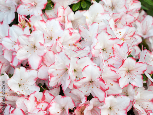 Detail von wei  en Rhododendronbl  ten