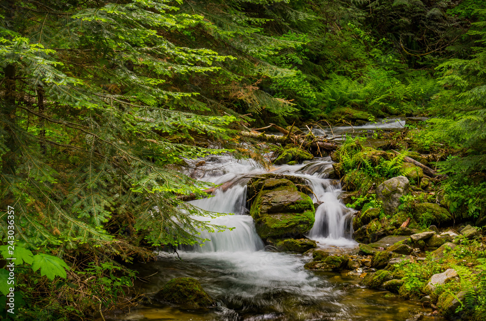 Forest Waterfall 3