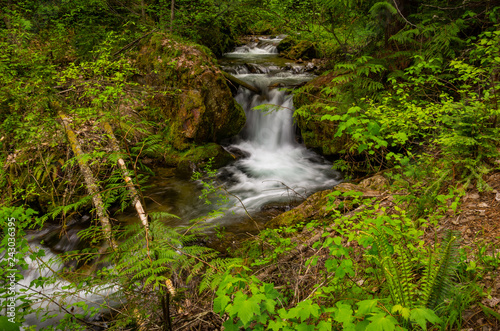 Forest Waterfall 2