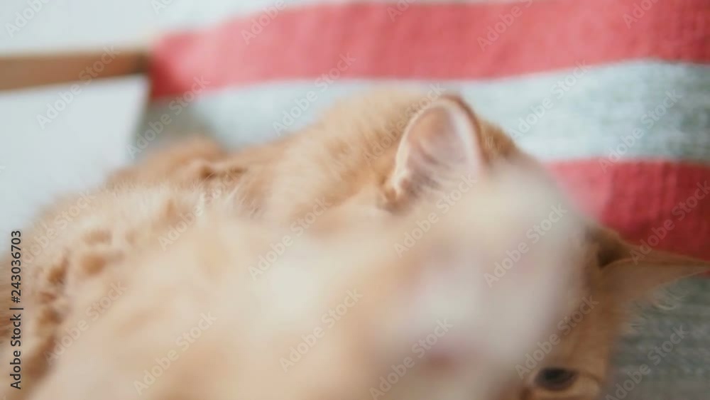 Cute ginger cat lying on chair. Fluffy pet licking it's fur on striped fabric. Cozy home. Slow motion. Cute ginger cat lying on chair. Fluffy pet licking it's fur on striped fabric. Cozy home. Slow motion.