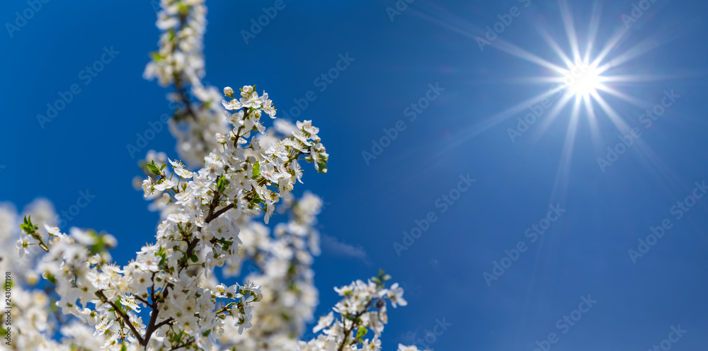 spring cherry tree branch in a blossom on the sunny sky background