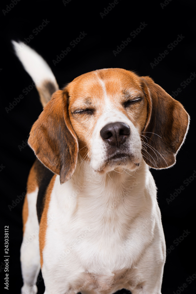 Adult beagle dog with closed eyes on black background