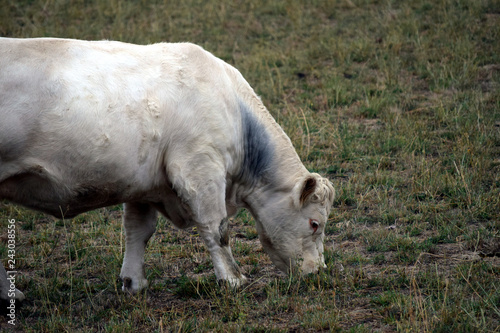 grazing Cattle © Juergen