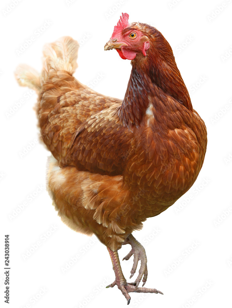 Fototapeta premium Beautiful Brown hen isolated on white background.