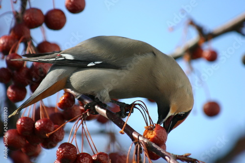 Foto bird on branch