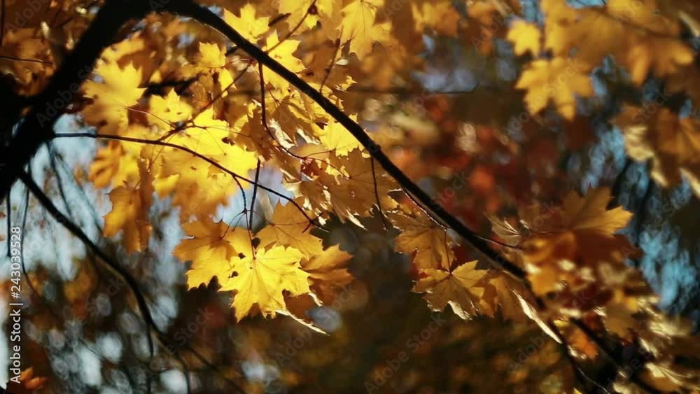 Romantic colorful autumn maple leaves with swirl bokeh. Sun rays, glare and glint, flare. Pleasant memories and dreams. Environment, ecology Romantic colorful autumn maple leaves with swirl bokeh. Sun rays, glare and glint, flare. Pleasant memories and dreams. Environment, ecology