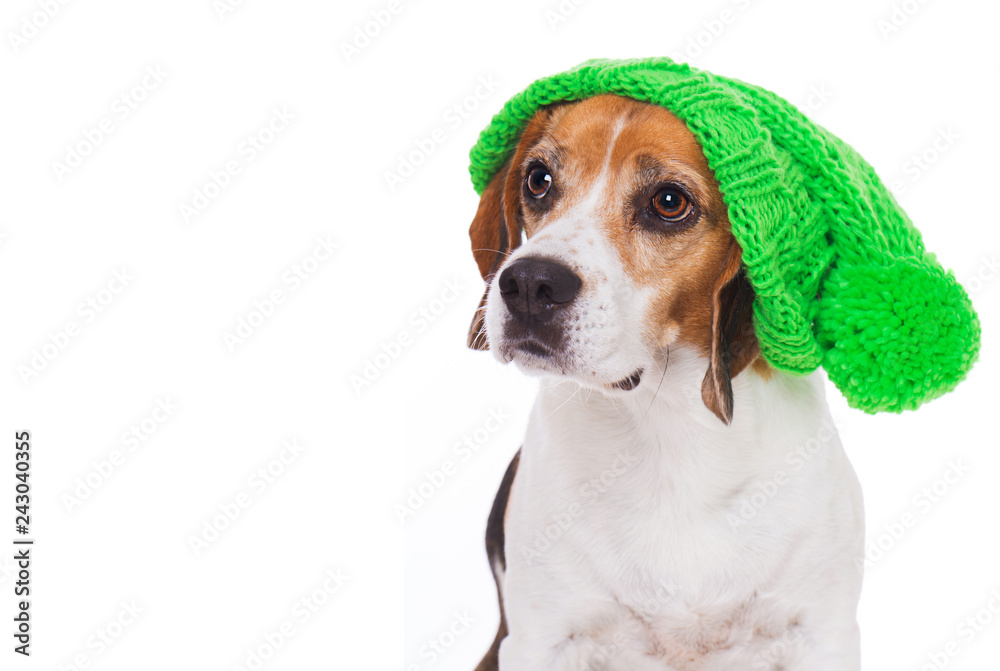 Adult beagle dog with wool cap isolated on white background