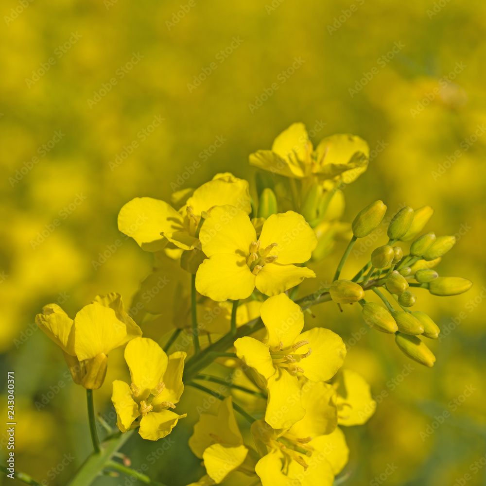 Blühender Raps, Brassica napus Blühender Raps, Brassica napus