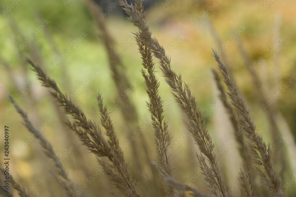 Fototapeta premium Quebec parliament