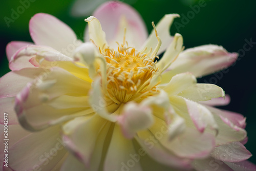 blooming sacred lotus flower. 