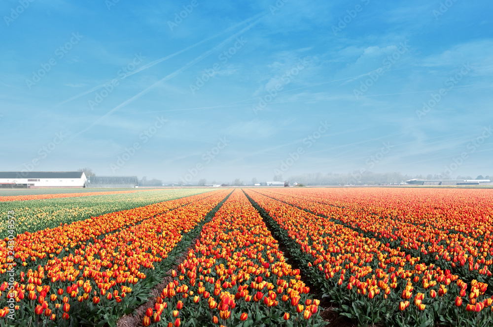 tulip field rows