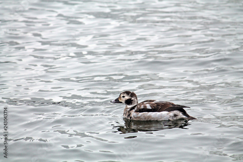 Juvenile male Long-tailed duck or Clangula hyemalis in winter plumage, Svislach river, Minsk, Belarus