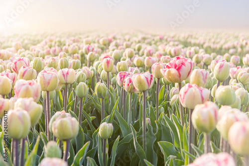 Fototapeta Naklejka Na Ścianę i Meble -  close up of tulip field