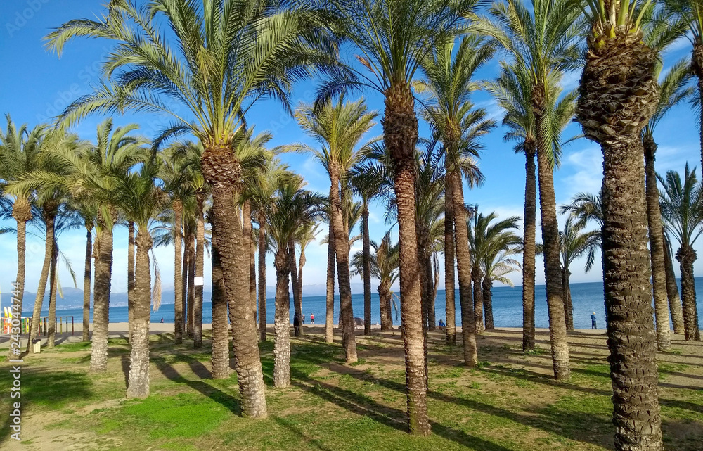 Obraz premium palm trees at the beach in Malaga, Spain 