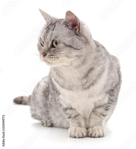 Gray beautiful cat. © voren1