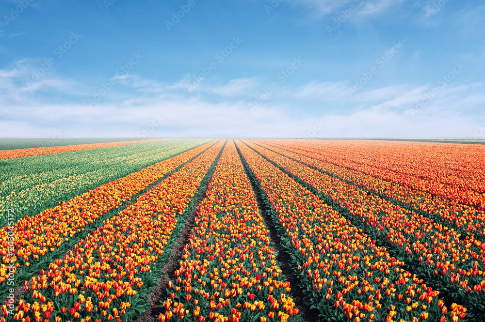 tulip field rows