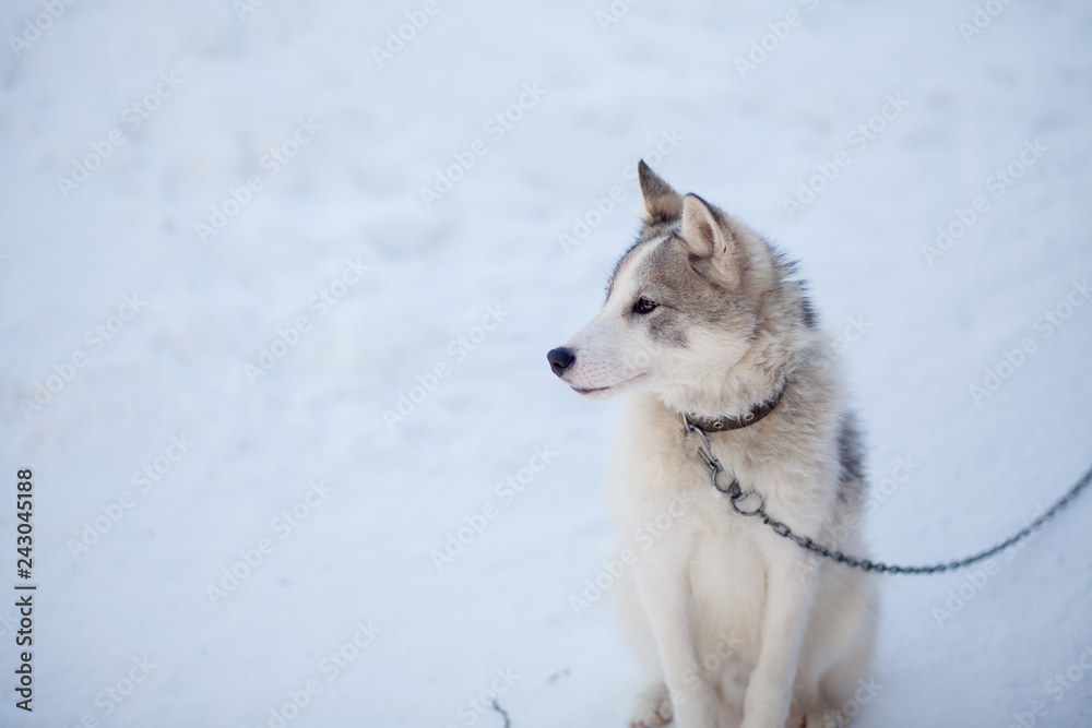 Husky dog grey and white colour with blue eyes in winter Husky dog grey and white colour with blue eyes in winter