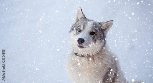Husky dog grey and white colour with blue eyes in winter © volody10
