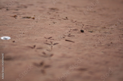 Footprint on brown colors