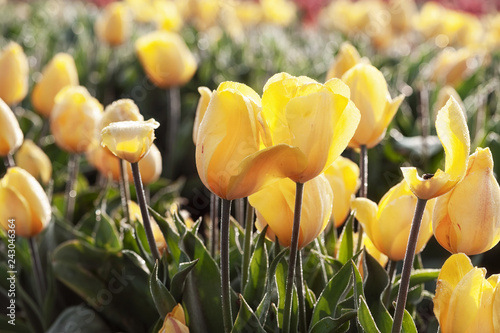 close up of tulip field