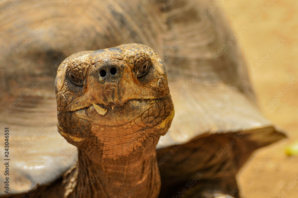 A Close up of a Tortoise Head A Close up of a Tortoise Head