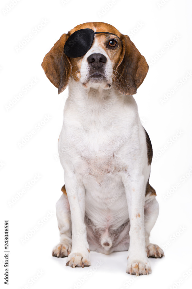Beagle dog as a pirate isolated on white background