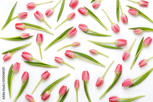 Pink tulip pattern on the white bacjkground. photo