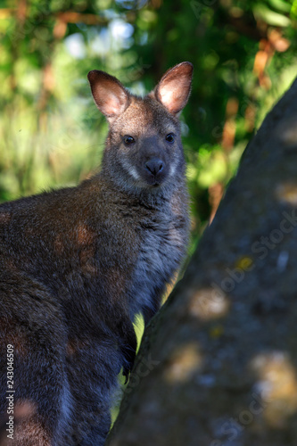 cute baby of kangaroo species Red necked Wallaby on rock