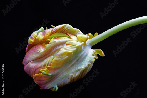 Elegant Parrot yellow tulip on black background