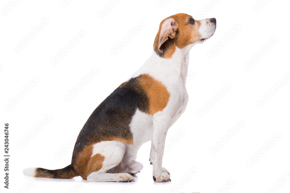 Adult beagle dog from the side isolated on white background