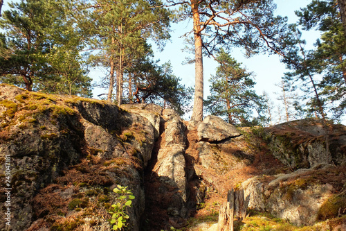 low angle view of a pine forest with a stone hill on a sunny summer day in national park Nuuksio, Finland
