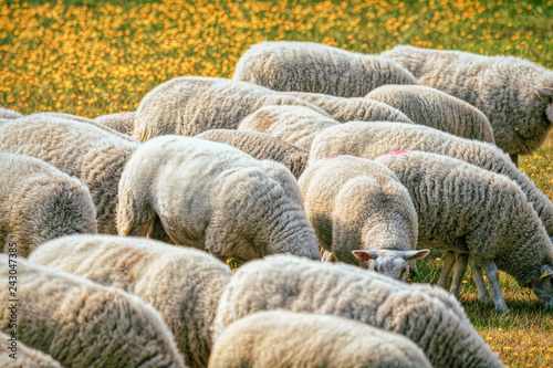 Photography sheep feeding in a field with dandelions in urban forest in stockholm