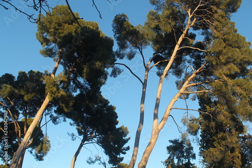 Trees with blue sky background. photo taken from below at sunset