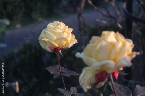 Two yellow roses in different planes, one of them in focus. photo taken with daylight
