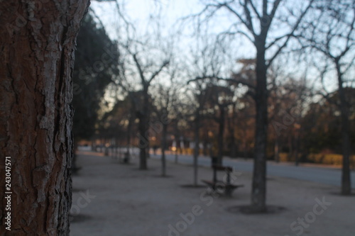 Walk through the park out of focus, with tree in the foreground. photo taken at sunset